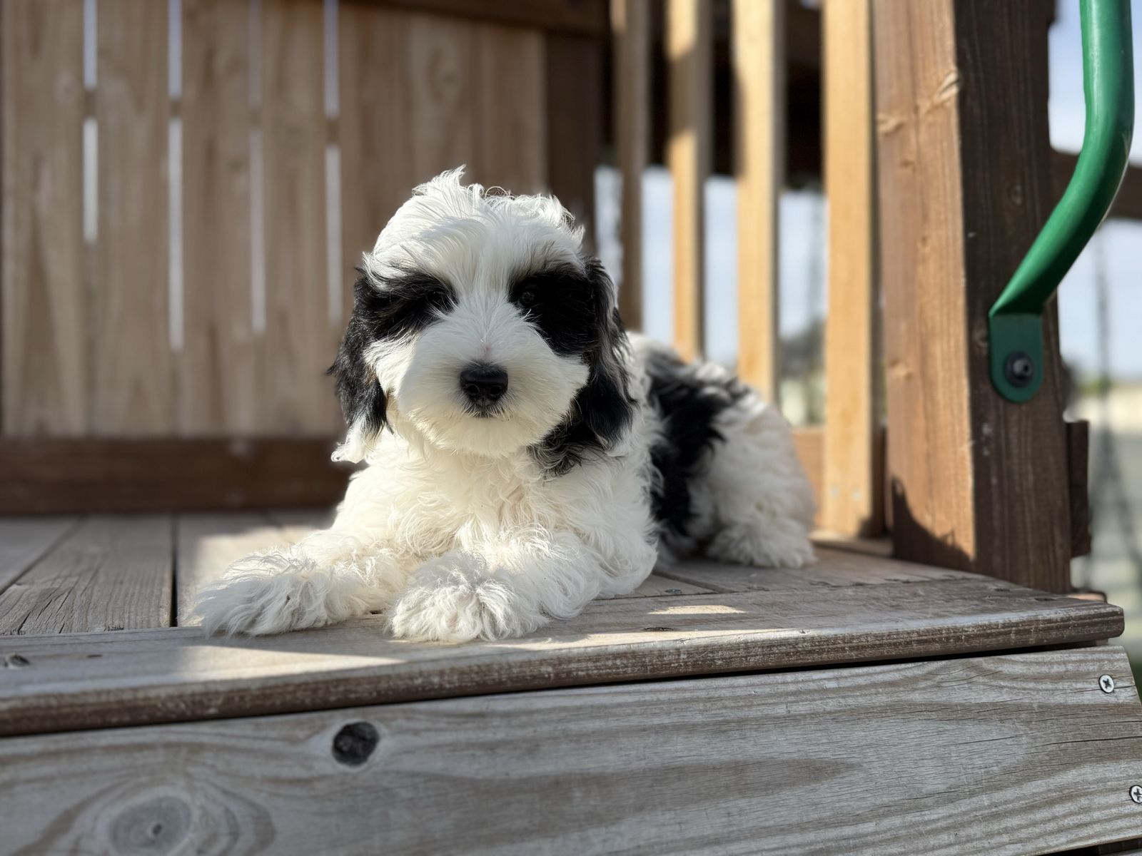 Tiny Micro Mini Bernedoodles, Ready Now!