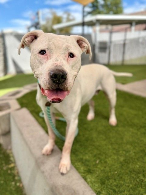 A160900 Queen is Available for Adoption!