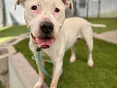 A160900 Queen is Available for Adoption!