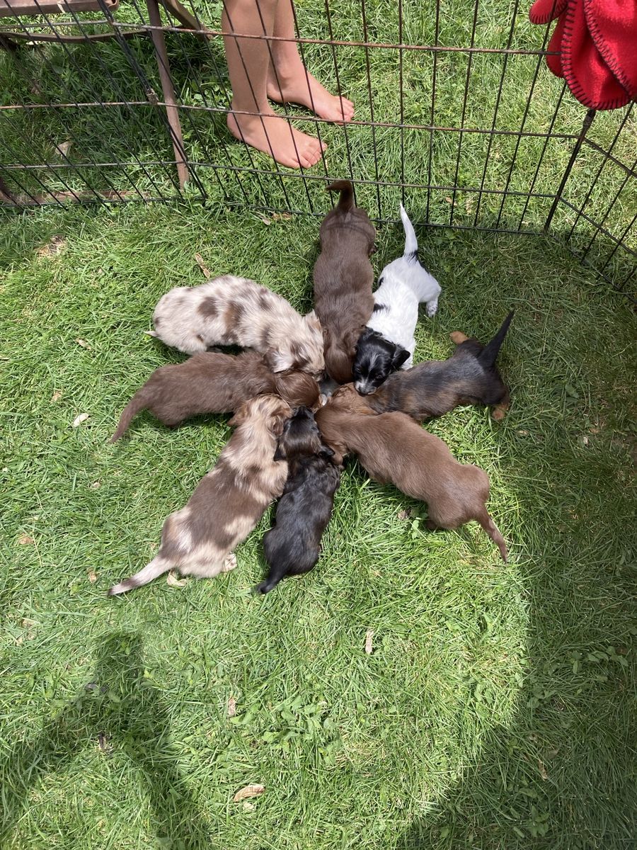 Pure bred mini dachshunds