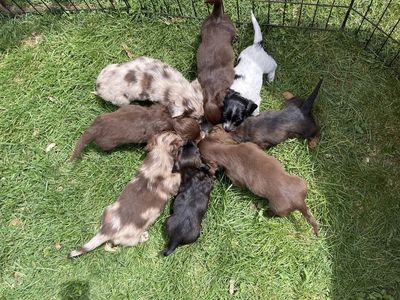 Pure bred mini dachshunds