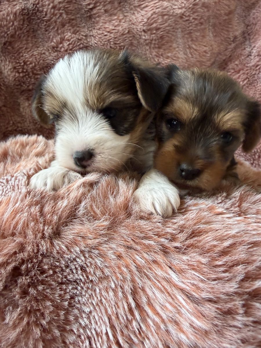 AKC Teacup Yorkies