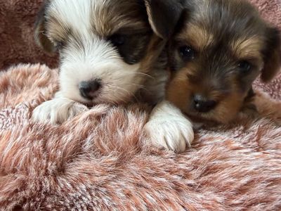 AKC Teacup Yorkies