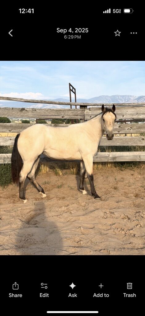 Price Drop! Buckskin Roan Coming 2 Year Old