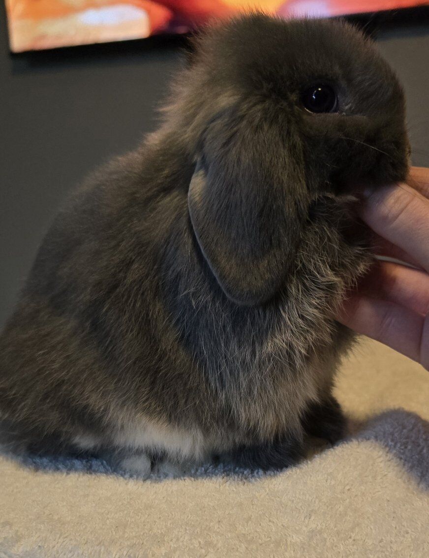 Blue Otter Holland Lop Doe