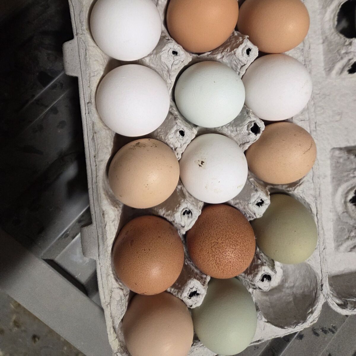 fertilized chicken eggs