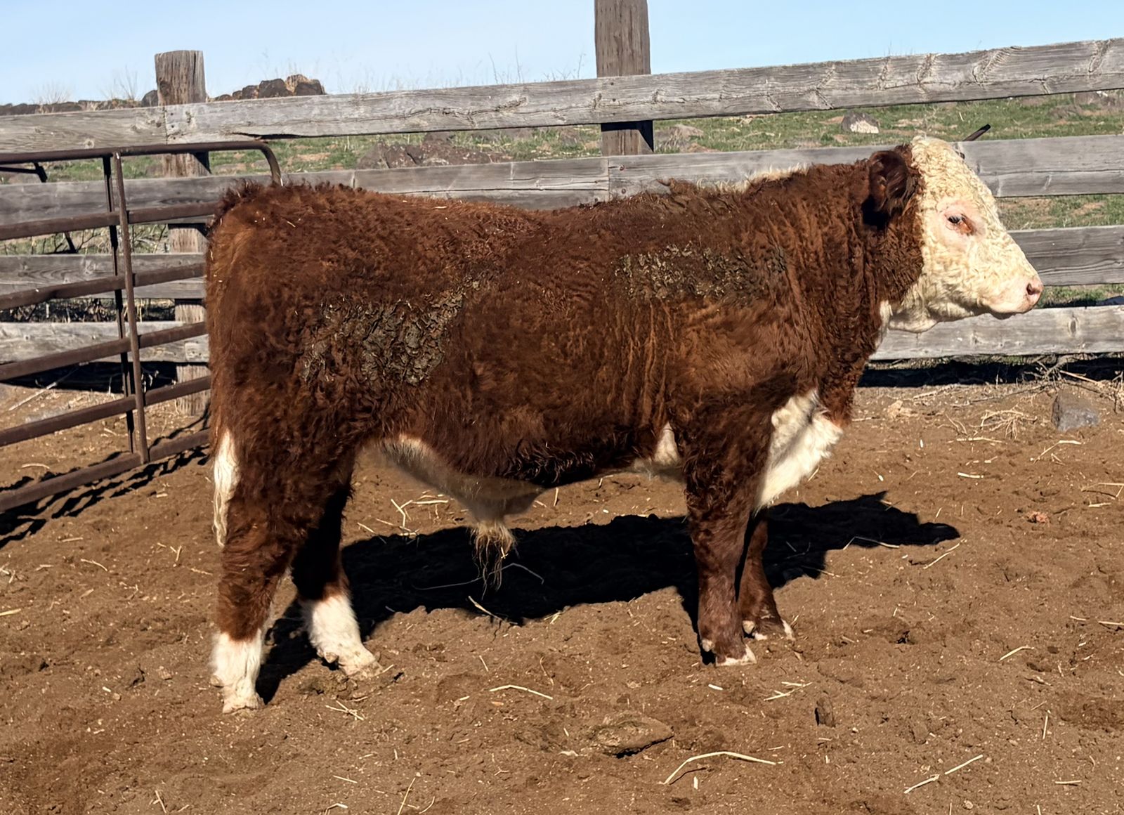 Yearling Polled Hereford Bulls