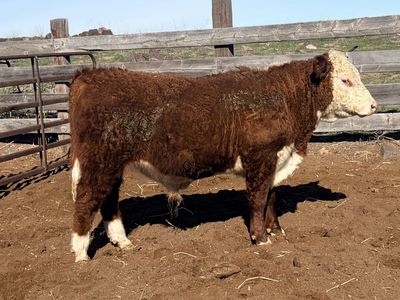 Yearling Polled Hereford Bulls