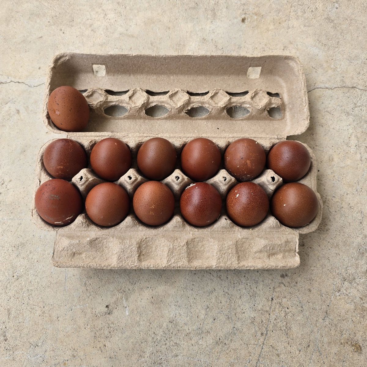 Black Copper Maran Hatching Eggs