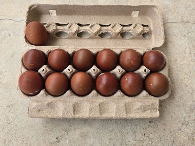 Black Copper Maran Hatching Eggs
