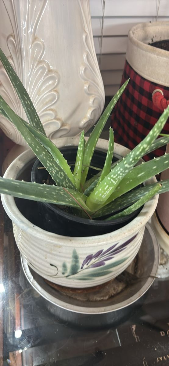 Live Potted Aloe Vera Plant i