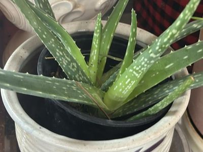 Live Potted Aloe Vera Plant i
