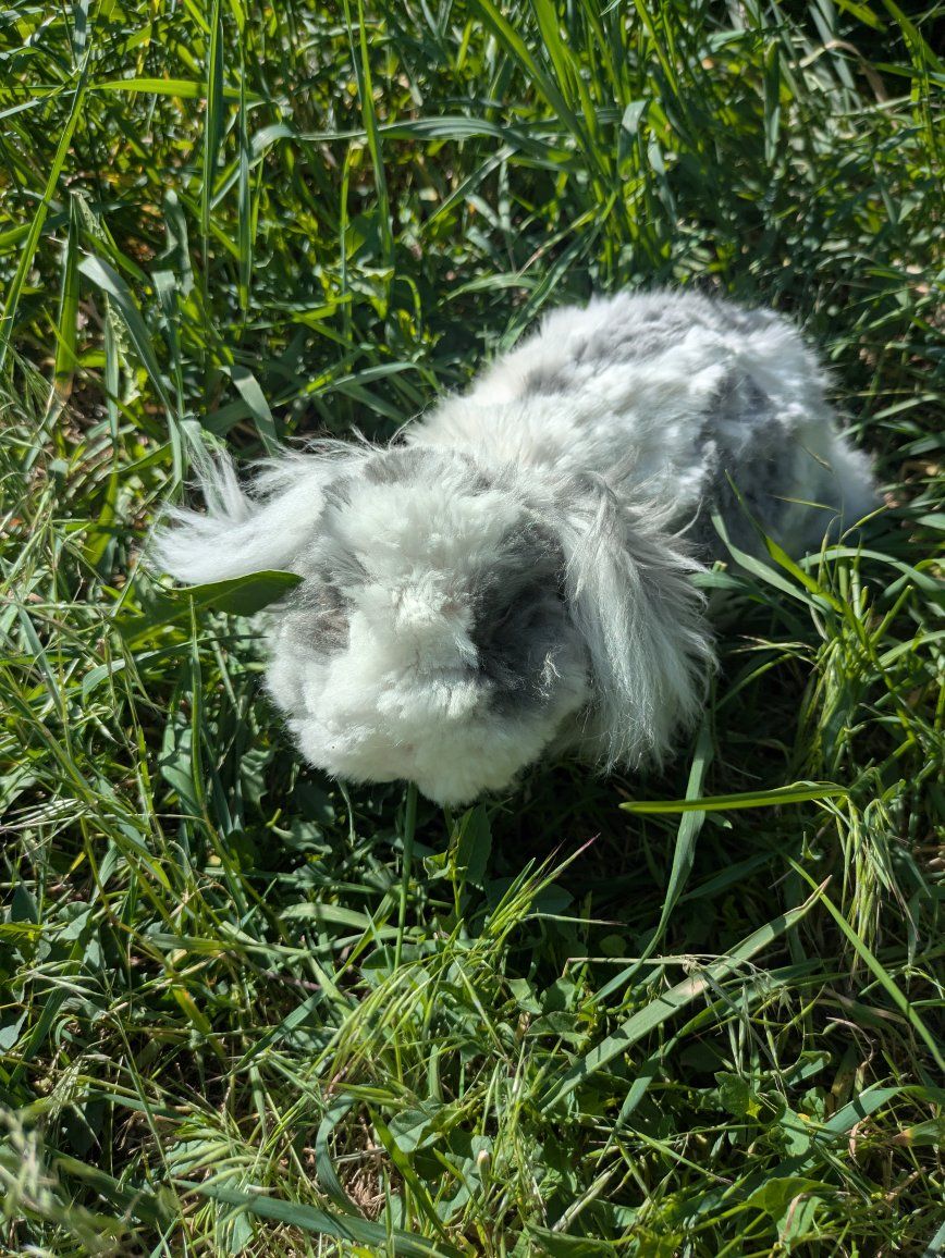 American Teddywidder Buck Rabbit