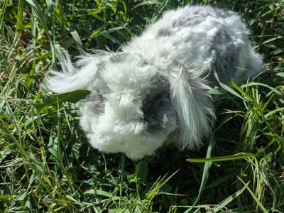American Teddywidder Buck Rabbit