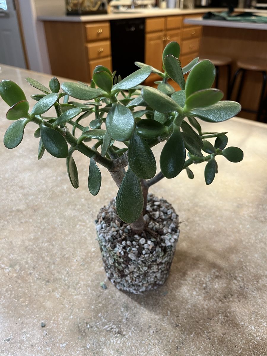 Potted Jade Plant Succulent Bare Root