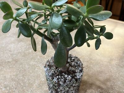 Potted Jade Plant Succulent Bare Root