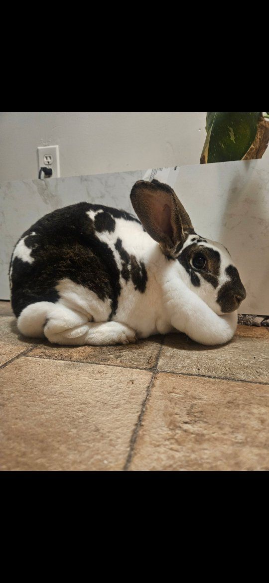 Pedigree Standard Rex Doe!