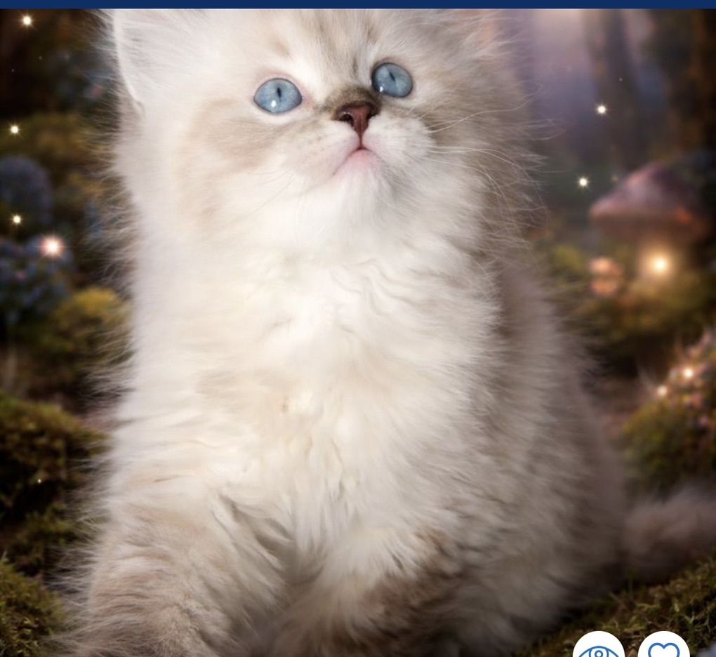 Gorgeous Persian/Ragdoll Male Stud 100% clear