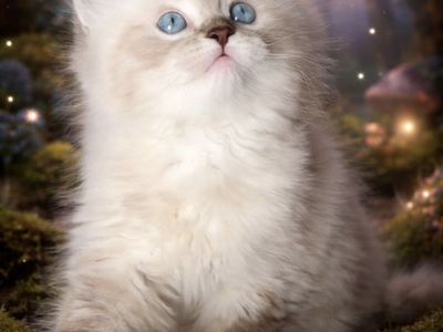 Gorgeous Persian/Ragdoll Male Stud 100% clear