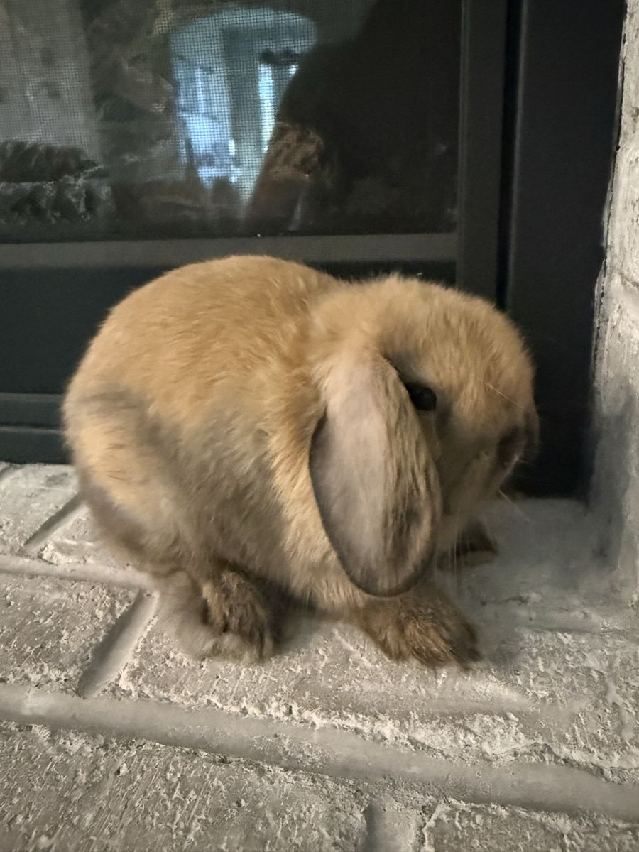 Adorable Holland Lop Doe Bunny Rabbit
