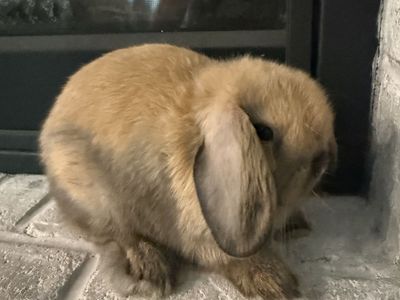 Adorable Holland Lop Doe Bunny Rabbit