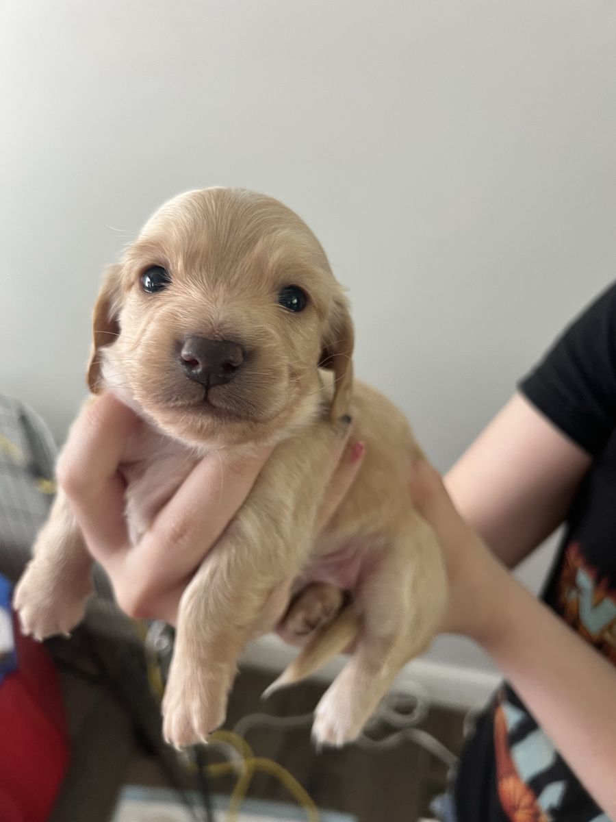 AKC Mini Dachshunds (2 Fem, 2 Mal)