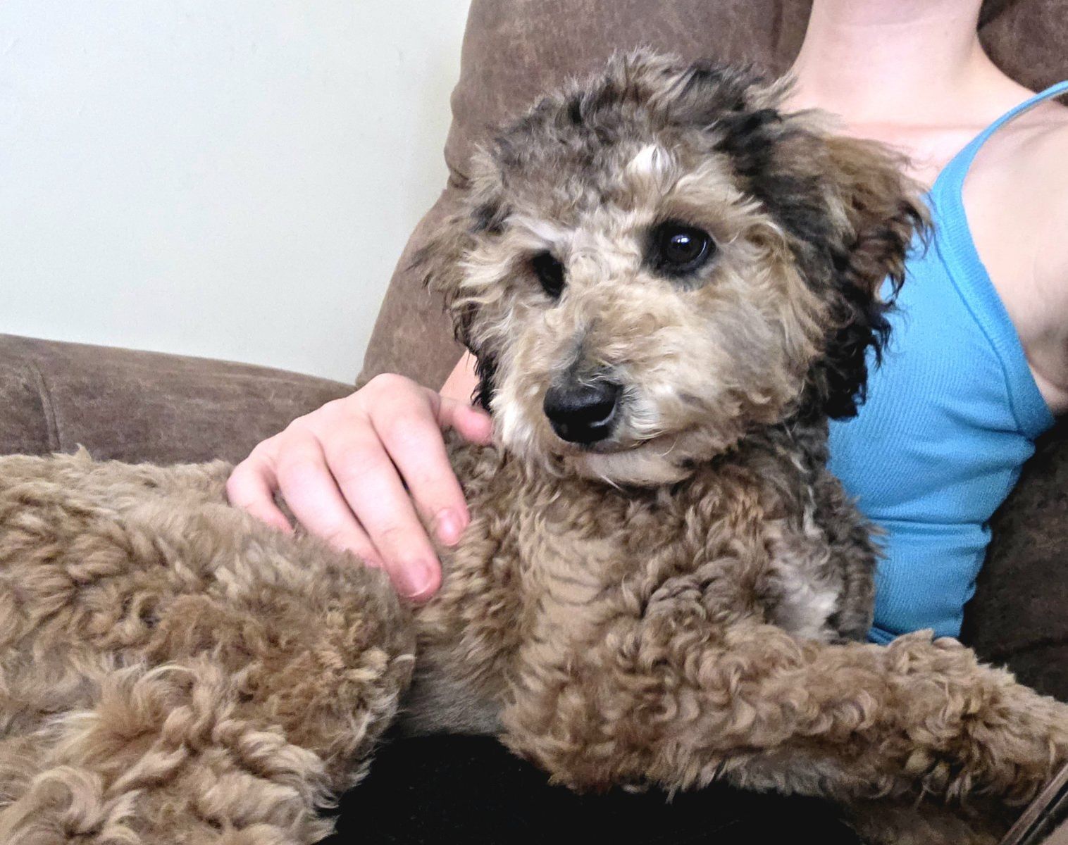 F1BB health tested mini golden/aussiedoodle