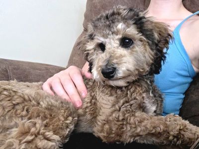 F1BB health tested mini golden/aussiedoodle