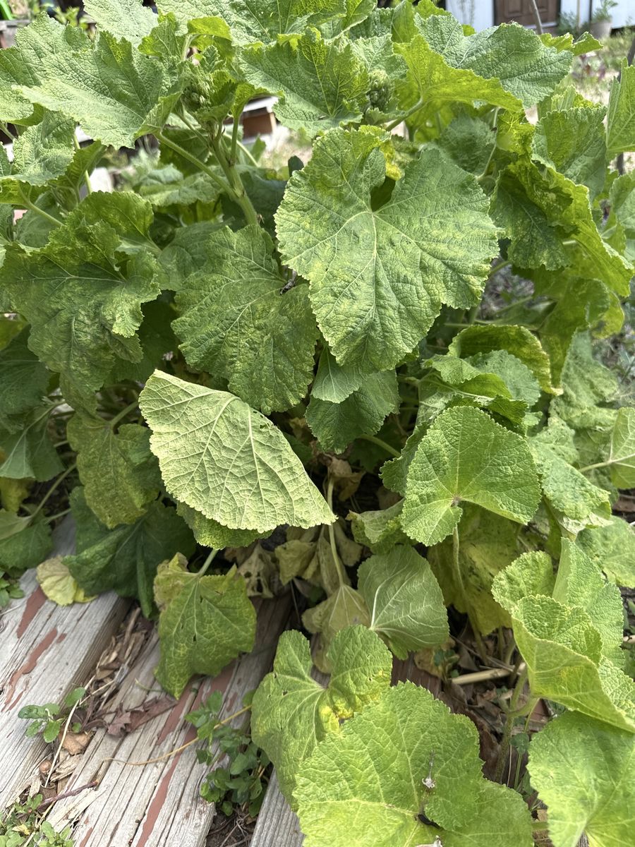 Holly Hock Nigra