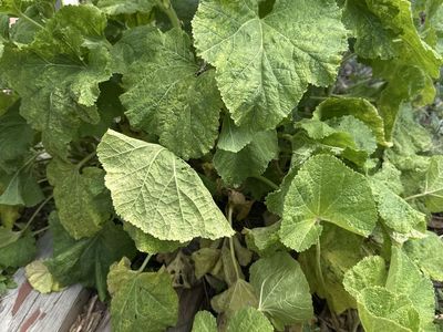 Holly Hock Nigra
