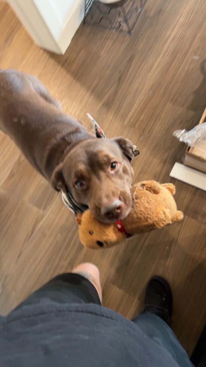 Chocolate lab
