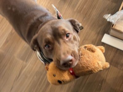 Chocolate lab