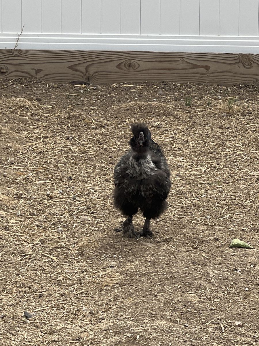Silkie rooster