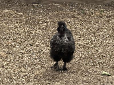 Silkie rooster