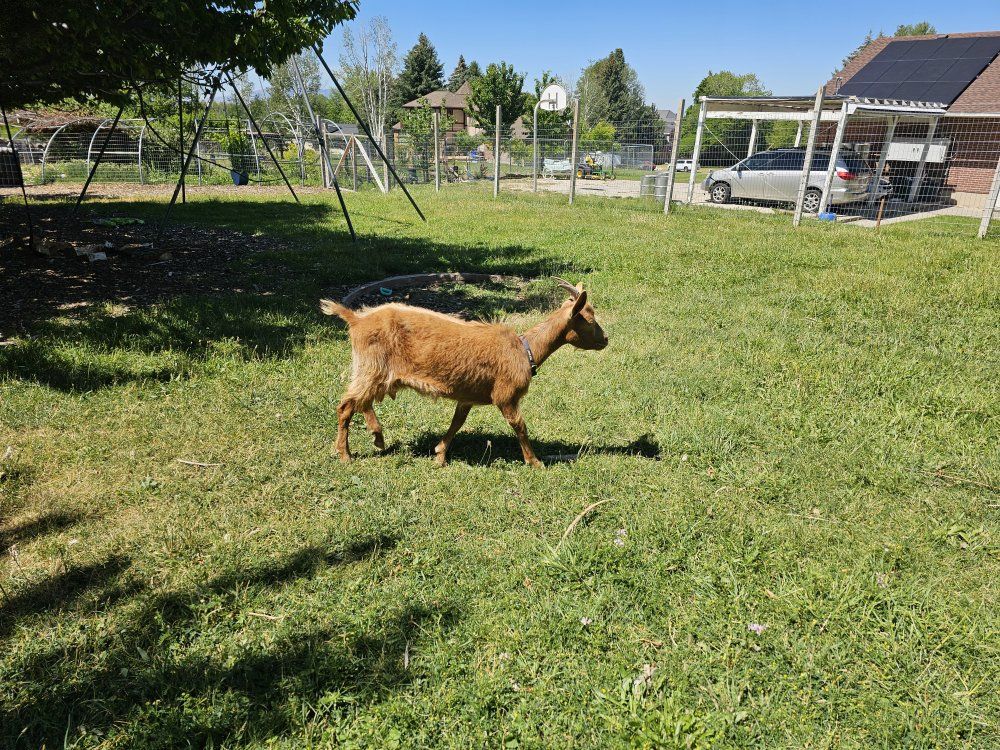 Golden Guernsey doe