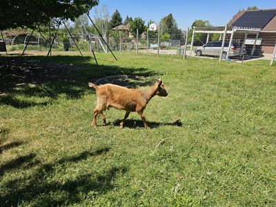 Golden Guernsey doe