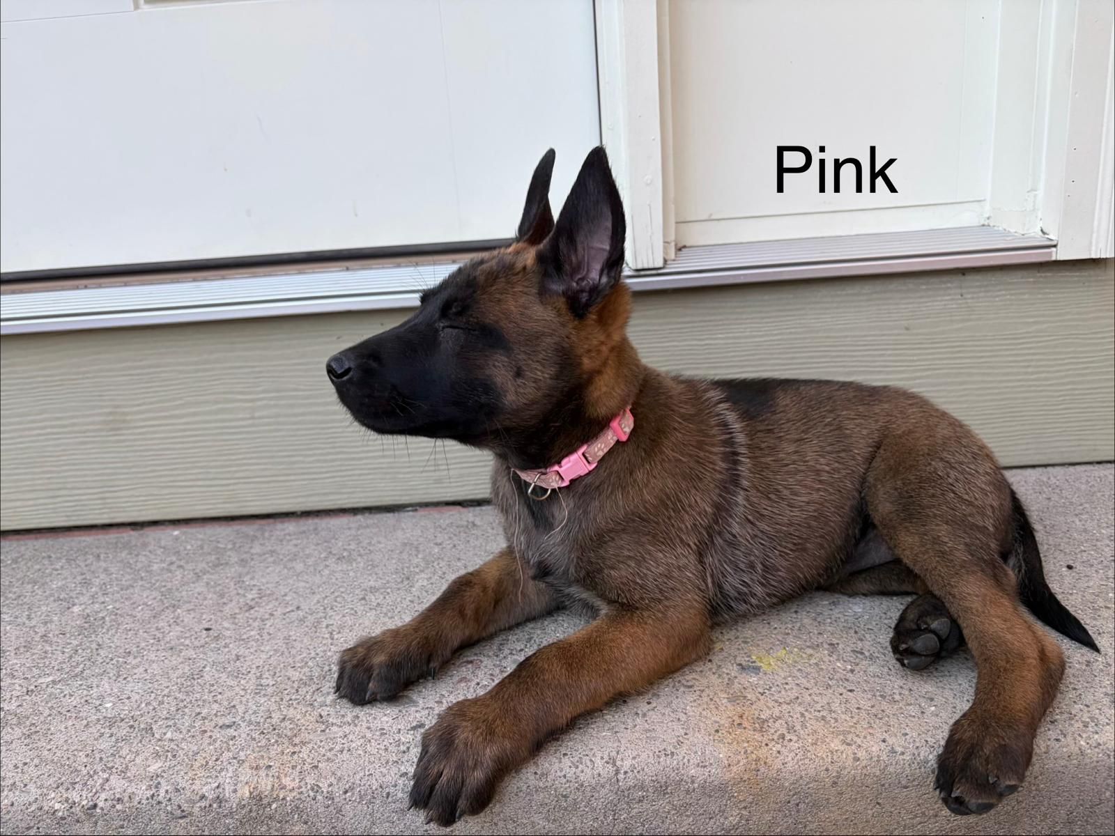 3 AKC Belgian Malinois Puppies