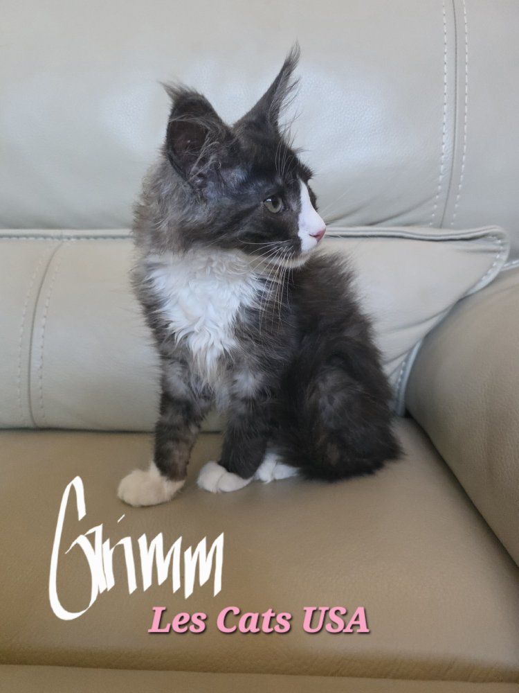 Maine Coon Kitten, Grimm, M