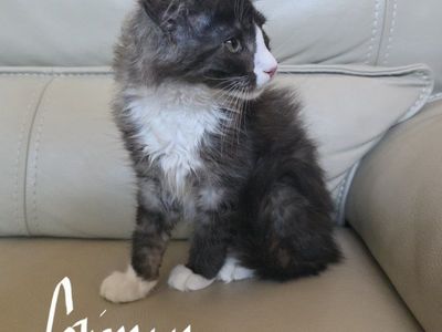 Maine Coon Kitten, Grimm, M