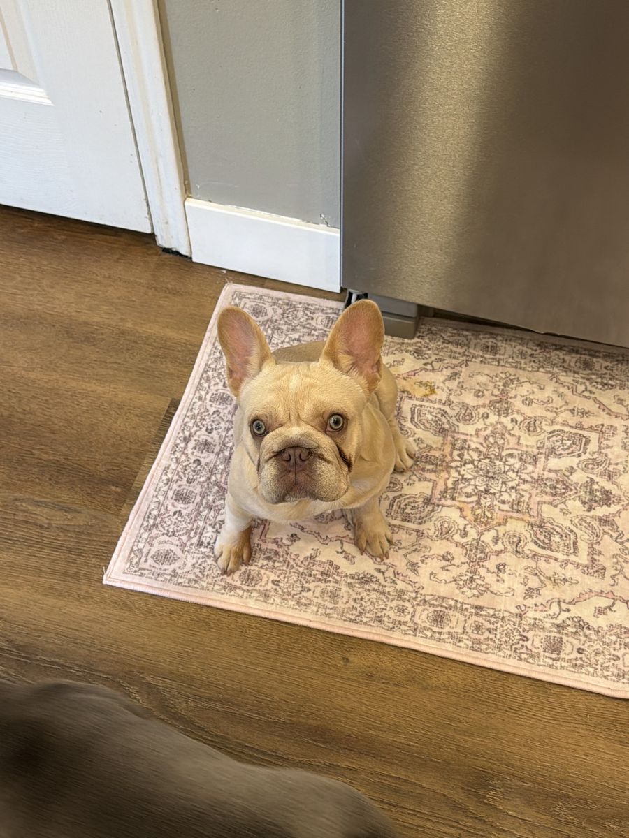 French Bulldog