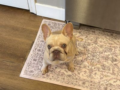 French Bulldog