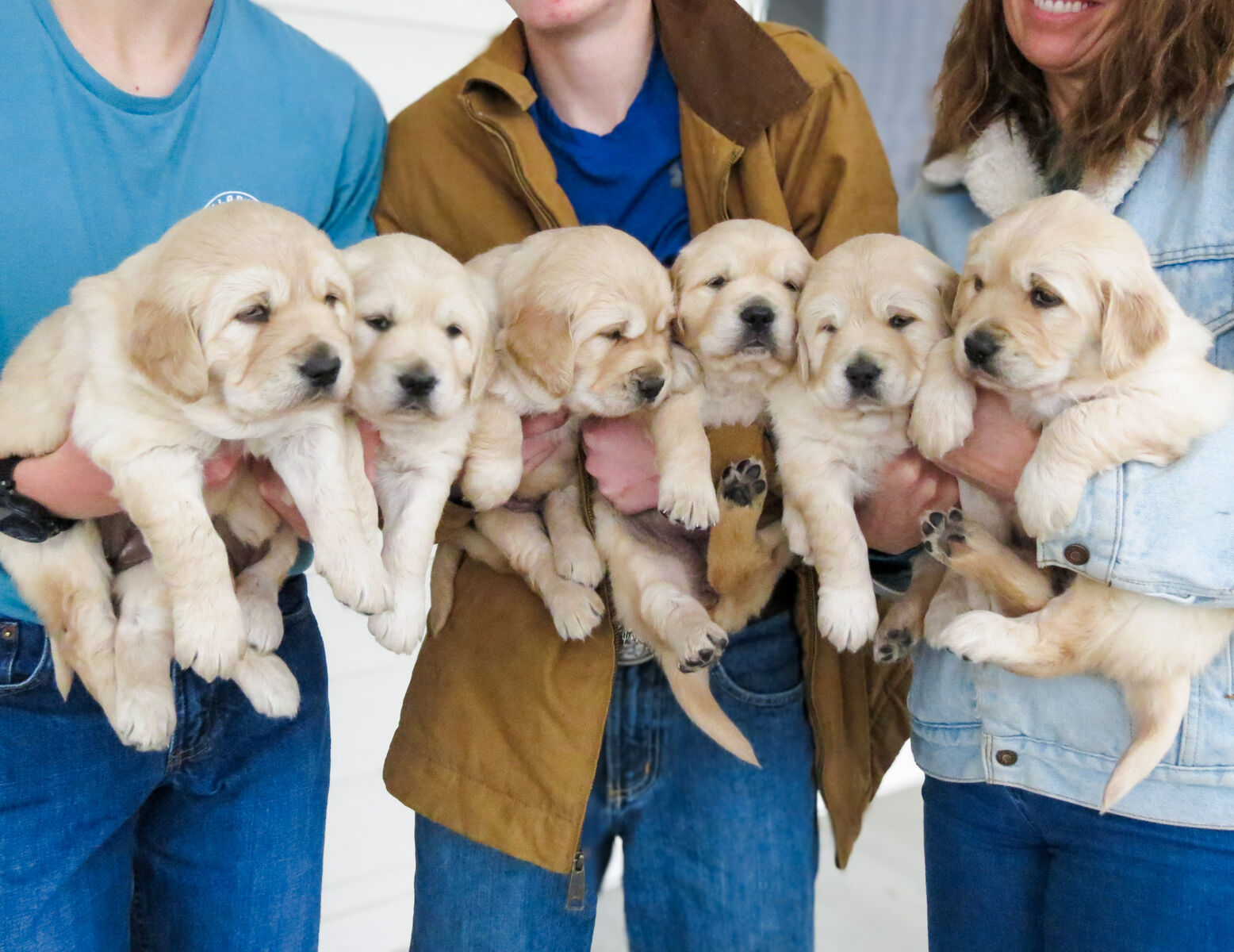 Great Family Dog Puppy English Cream Golden Retriever /Golden Lab