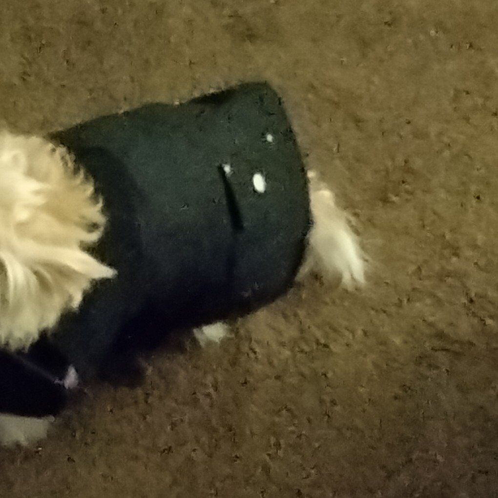 Black dog Carhartt Coat New M size