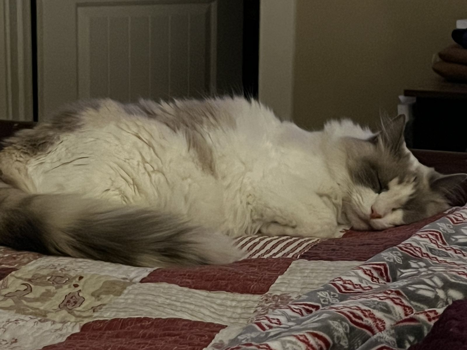 Female Ragdoll Cat