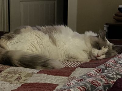 Female Ragdoll Cat