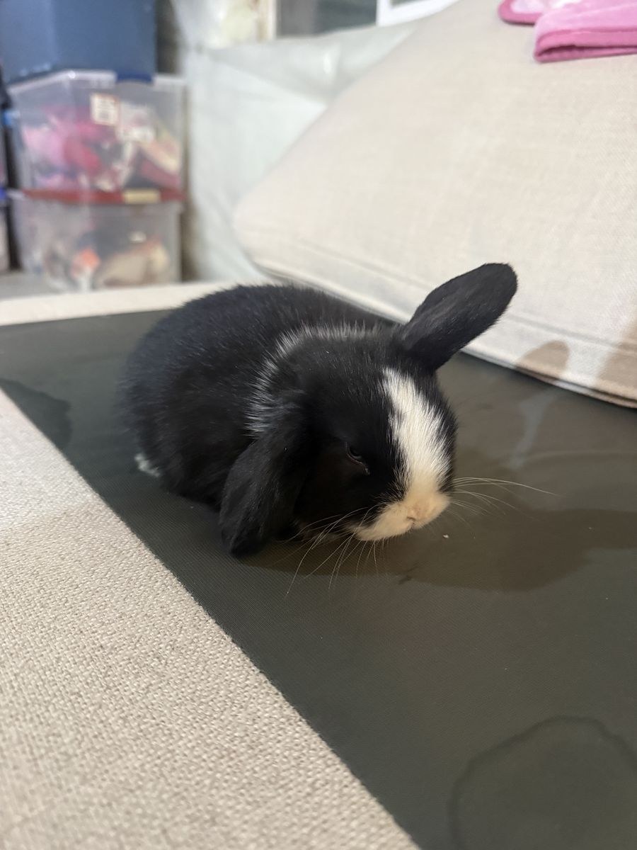 Purebred Baby Holland Lops