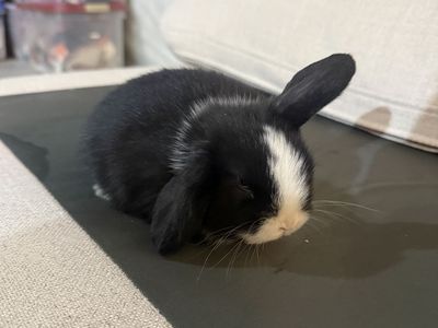 Purebred Baby Holland Lops