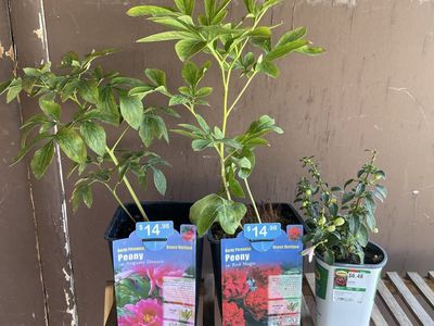 Peonies