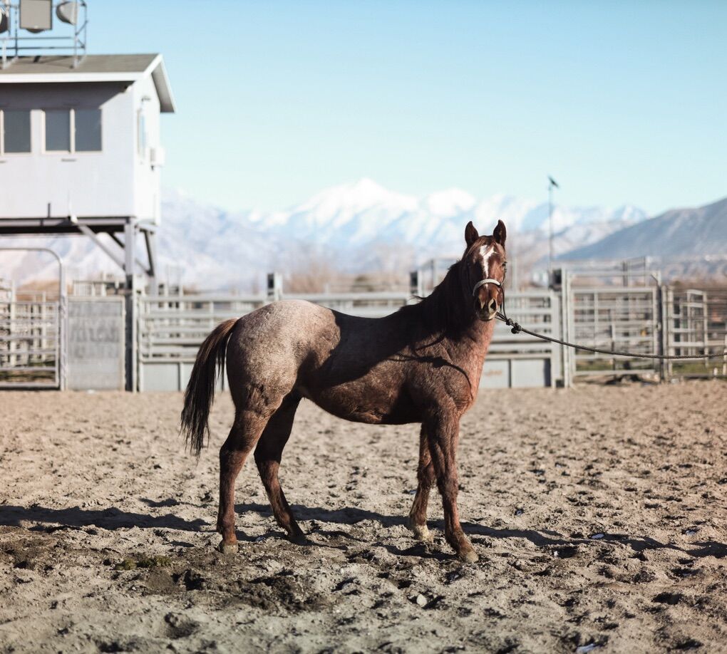 Red Roan Yearling Stud Colt