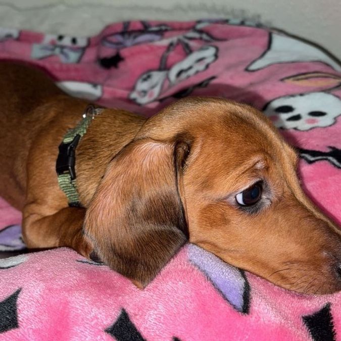 Purebred miniature dachshund